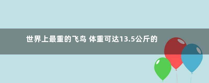 世界上最重的飞鸟 体重可达13.5公斤的大鸨